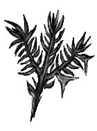 Bitter Icebound Pine Branch