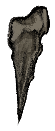 Manor Rat Tooth