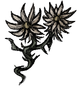 Twinthorned Edelweiss